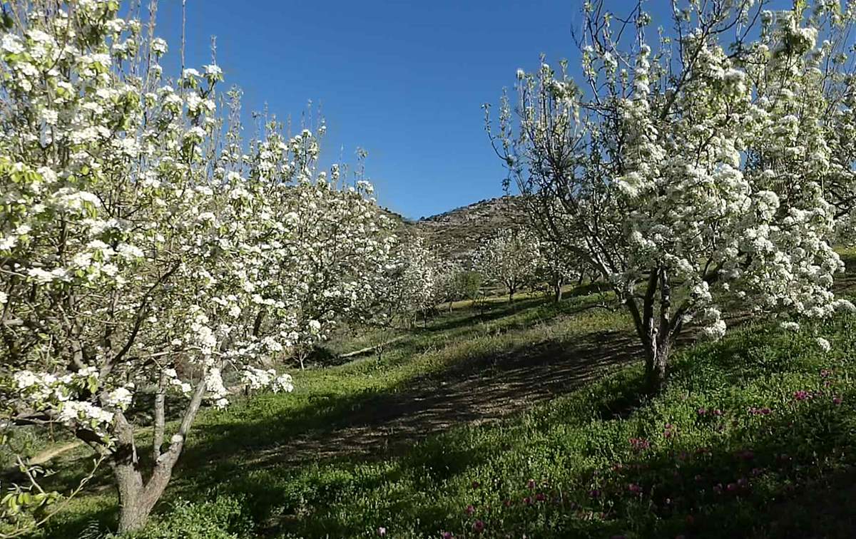 Orchard and flowering trees in the landscape